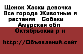 Щенок Хаски девочка - Все города Животные и растения » Собаки   . Амурская обл.,Октябрьский р-н